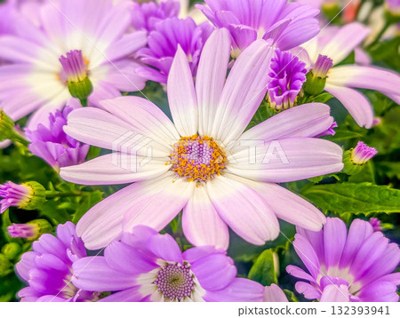 In full bloom - beautiful cineraria flowers In full bloom - beautiful cineraria flowers 132393941