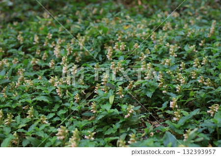 Akebonoshsuran Akebonoshsuran 132393957