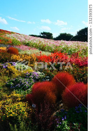 Kokia of the state-owned Hitachihama Beach Park Kokia of the state-owned Hitachihama Beach Park 132393975