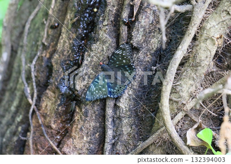 杉橋 杉橋 132394003