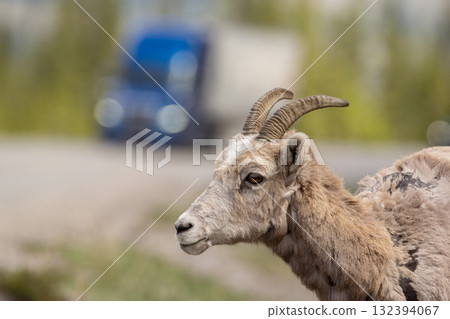Bighorn sheep is grazing at the road with passing vehicles. 132394067