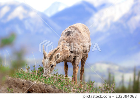 Young bighorn is grazing on green grass in the mountains in spring. 132394068