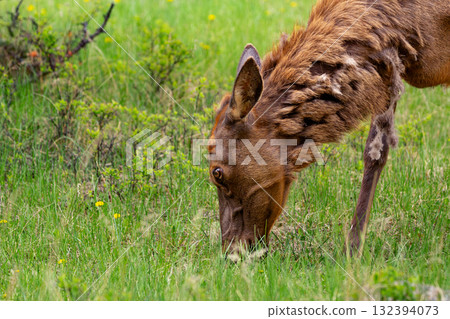 Wapiti elk doe in the green meadow in spring, grazing on grass. 132394073