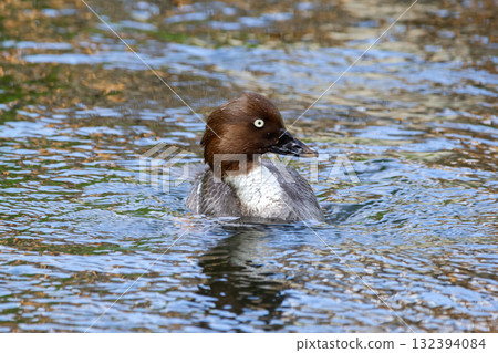 Female duck Common goldeneye is swimming on the water in autumn. Female duck Common goldeneye is swimming on the water in autumn. 132394084