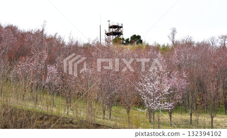 Cherry blossoms and Mt. Shari from the Space Observatory in April 132394102