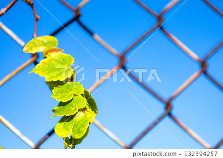Landscape with blue sky fence and ivy 132394257