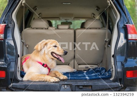Golden Retriever Relaxing in Car Trunk on Blue Blanket, Ready for Adventure or Road Trip Golden Retriever Relaxing in Car Trunk on Blue Blanket, Ready for Adventure or Road Trip 132394259
