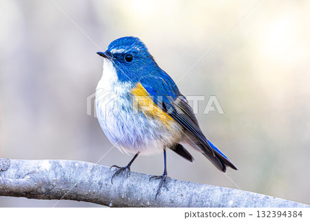 紅脅藍尾鴝 132394384