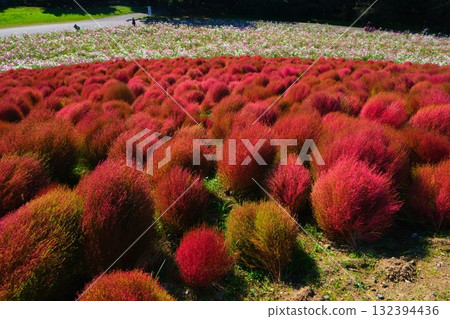 國有的Hitachihama海灘公園的Kokia 132394436