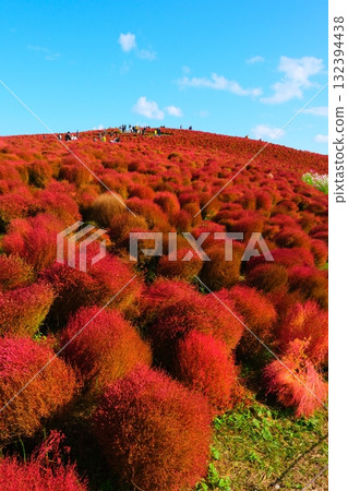 國有的Hitachihama海灘公園的Kokia 國有的Hitachihama海灘公園的Kokia 132394438