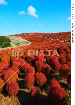 國有的Hitachihama海灘公園的Kokia 國有的Hitachihama海灘公園的Kokia 132394447