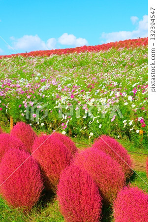 國有的Hitachihama海灘公園的Kokia 132394547