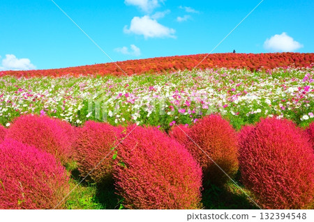 國有的Hitachihama海灘公園的Kokia 132394548