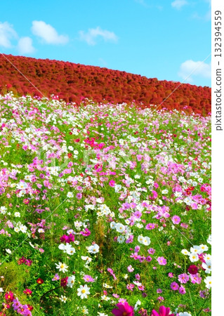Kokia of the state-owned Hitachihama Beach Park 132394559