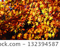 秋日陽光照耀在秋葉上 - 6 132394587