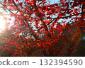 秋日陽光灑落在樹葉上 - Kyu 132394590