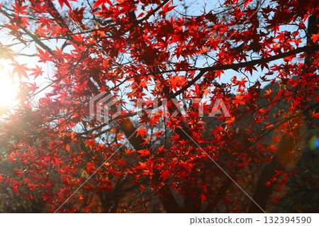 秋日陽光灑落在樹葉上 - Kyu 132394590