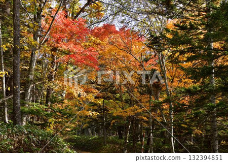 Autumn leaves of Lake Timikepp 132394851