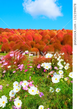 Kokia of the state-owned Hitachihama Beach Park 132394878