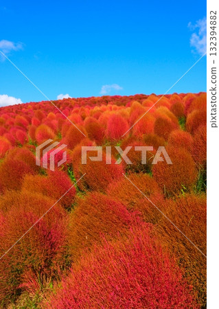 Kokia of the state-owned Hitachihama Beach Park 132394882