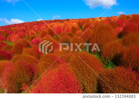 Kokia of the state-owned Hitachihama Beach Park 132394883