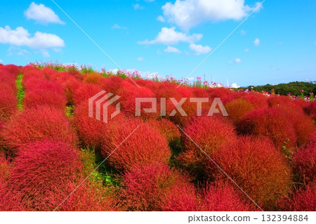 Kokia of the state-owned Hitachihama Beach Park 132394884