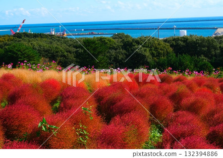 Kokia of the state-owned Hitachihama Beach Park 132394886