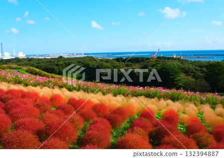 Kokia of the state-owned Hitachihama Beach Park 132394887