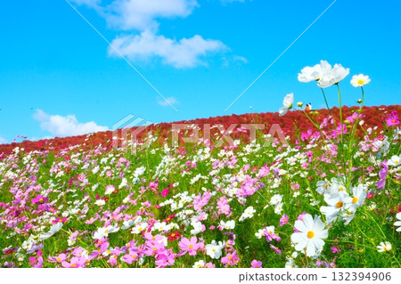 國有的Hitachihama海灘公園的Kokia 132394906