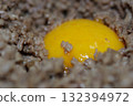 Yolk and mince 132394972