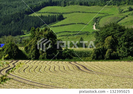 The meandering onion fields of Tsubetsucho The meandering onion fields of Tsubetsucho 132395025