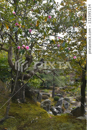 Yuraku山茶花 132395154