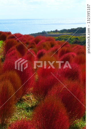 Kokia of the state-owned Hitachihama Beach Park 132395187