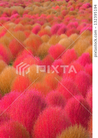 國有的Hitachihama海灘公園的Kokia 國有的Hitachihama海灘公園的Kokia 132395194