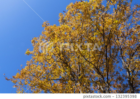 秋天的樹葉 132395398