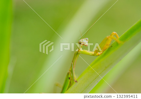 螳螂叼著卵 132395411