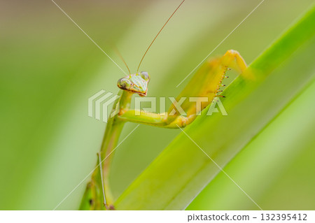 Praying mantis carrying eggs Praying mantis carrying eggs 132395412