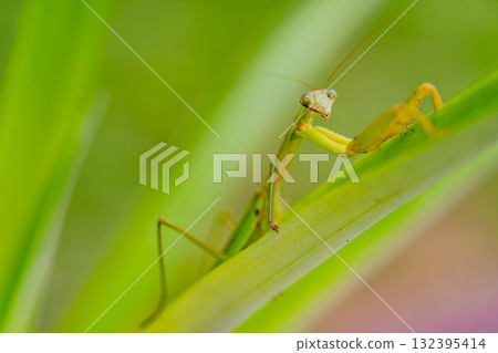 Praying mantis carrying eggs 132395414