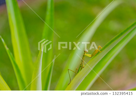 螳螂叼著卵 132395415