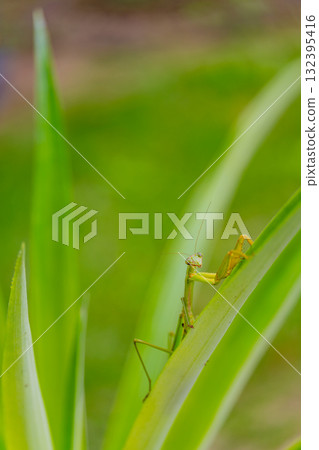 Praying mantis carrying eggs 132395416