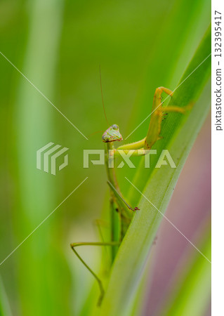 Praying mantis carrying eggs Praying mantis carrying eggs 132395417