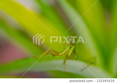 Praying mantis carrying eggs Praying mantis carrying eggs 132395419