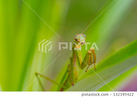 Praying mantis carrying eggs 132395422
