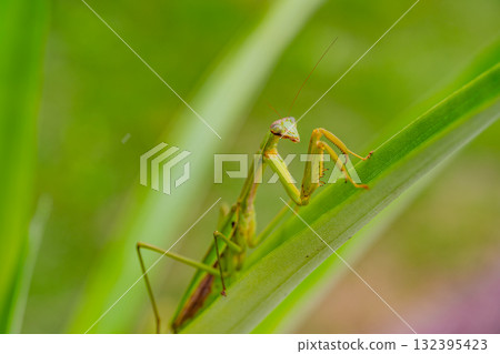 Praying mantis carrying eggs Praying mantis carrying eggs 132395423