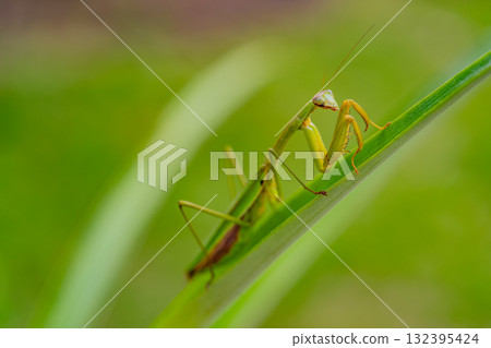 螳螂叼著卵 132395424