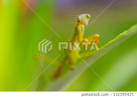 螳螂叼著卵 螳螂叼著卵 132395425