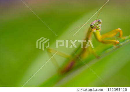 Praying mantis carrying eggs Praying mantis carrying eggs 132395426