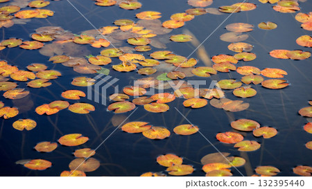 Autumn in Oze, Ozegahara and Ozenuma trekking surrounded by autumnal maple leaves, Gunma Prefecture, Japan Autumn in Oze, Ozegahara and Ozenuma trekking surrounded by autumnal maple leaves, Gunma Prefecture, Japan 132395440