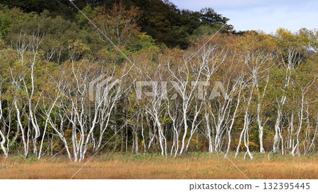 Autumn in Oze, Ozegahara and Ozenuma trekking surrounded by autumnal maple leaves, Gunma Prefecture, Japan 132395445