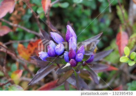 Autumn in Oze, Ozegahara and Ozenuma trekking surrounded by autumnal maple leaves, Gunma Prefecture, Japan Autumn in Oze, Ozegahara and Ozenuma trekking surrounded by autumnal maple leaves, Gunma Prefecture, Japan 132395450